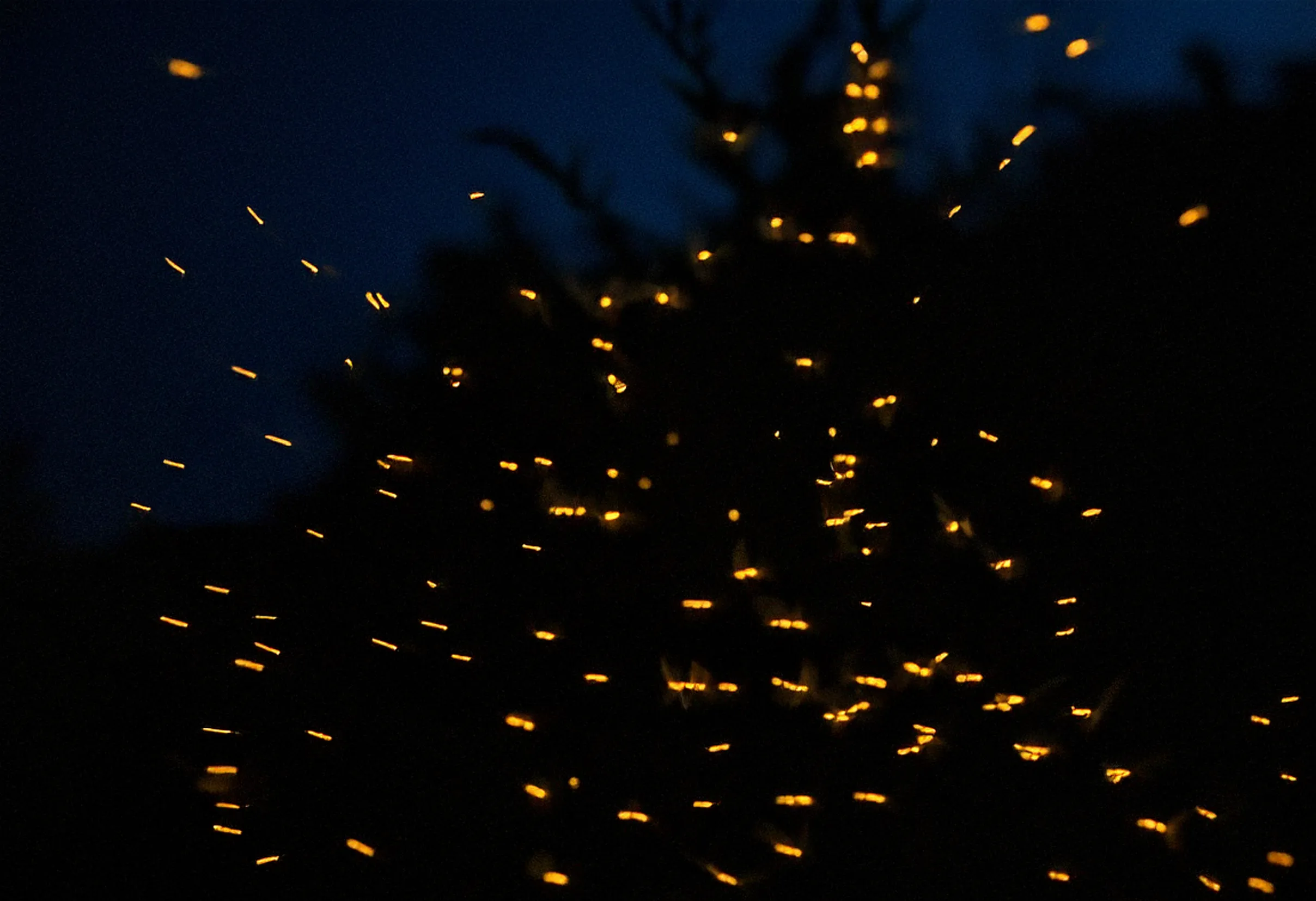 Světlušky | Obrázek od Adobe Firefly