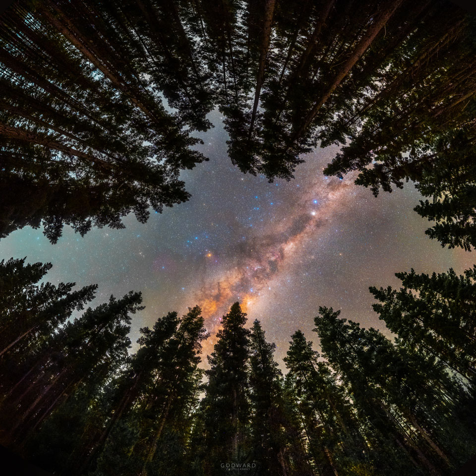 Framed by Trees: A Window to the Galaxy 